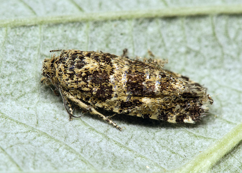 Tortricidae:  Phiaris cfr. scoriana